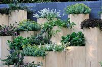 Trifolium, Clematis and Sedum in terraced hexagonal planters - Global Stone Bee Friendly Plants Garden, Silver medal winner at RHS Chelsea Flower Show 2010
