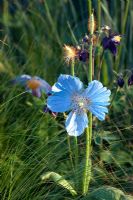 Meconopsis betonicifolia with Stipa tenuissima in Kebony - Naturally Norway Garden, Silver Gilt medal winner, RHS Chelsea Flower Show 2010