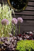 Ligustrum joncundrum and Allium 'Beau Regard' in front of wooden fence with porthole. A Centenary Garden for Captain R.F Scott, Silver Medal Winner, RHS Chelsea Flower Show 2010 
 