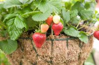 Strawberry 'Honeoye' in a hanging basket - RHS Chelsea Flower Show 2010
