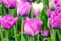 Tulipa 'Bleu Aimable' - RHS Chelsea Flower Show 2010 
