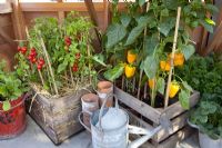 Capsicum annuum - Peppers and Lycopersicum - Tomatoes in pots, RHS Chelsea Flower Show 2010 
 