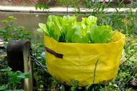 Lettuce growing in a yellow reusable growing bag at Camley Street Natural Park. Regent's Canal in the background, Kings Cross, London.