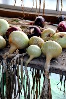 Onions drying on a shelf in an urban allotment shed in front of window