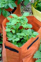 Potatoes growing in an orange reusable growing bag. Camley Street Natural Park Kings Cross, London.