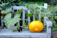 Cucurbita - Pumpkin growing through bench, Chiswick House Kitchen Garden