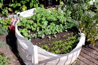 Vegetable seedlings growing in a builders rubble bag in front of a council housing estate in Shoreditch, London.