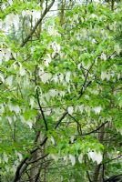 Davidia involucrata