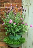 Summer planting in matching enamel bucket and bowl with French Lavender and scented leaved pelargonium, in the bowl beneath, Chamaemelum nobile 'Treneague'