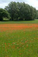 Swathe of Papavar rhoeas -  Field Poppies in water meadow. Coddenham, Suffolk