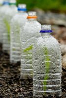 Sweetcorn 'Sweet Buns' seedlings protected from cold weather with plastic bottles