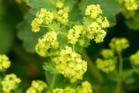 Alchemilla vulgaris - Lady's Mantle