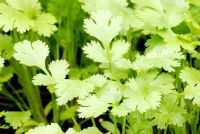 Coriandrum sativum 'Cilantro' - Coriander 