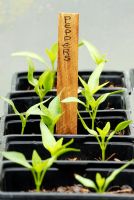 Seedlings of Sweet Peppers 'New Ace'