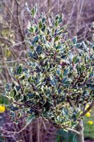 Ilex aquifolium 'Ferox Argentea' - Silver Hedgehog Holly