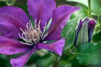 Clematis 'Picardy'