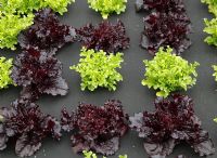 Lettuce growing through membrane