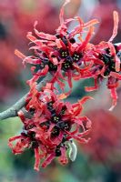 Hamamelis x intermedia 'Diane'