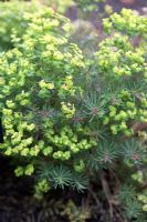 Euphorbia cyparissias 'Fens Ruby'