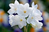 Narcissus biflorus - Paperwhite