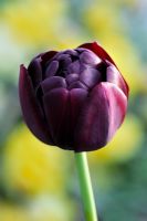 Tulipa 'Hero'