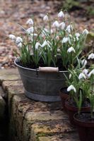 Galanthus nivalis - Snowdrops in metal containers