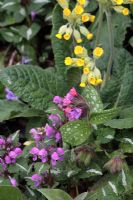 Primula veris, Pulmonaria and Lamium maculatum 