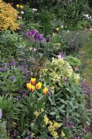 Late Spring perennial and bulb border with Tulipa 'Striped Belladonna', 'China Town' and 'Queen of the Night', Helleborus, Lamium maculatum, Primula veris, Centurea montana and Spiraea japonica
