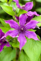 Clematis 'Guiding Promise'