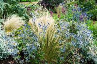 Eryngium ans Stipa tenuissima in mixed border - NGS, Saffrons, West Sussex