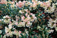 Rhododendron 'Tidbit' AGM