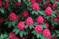 Rhododendron 'Cynthia' AGM