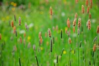 Alopecurus pratensis - Meadow Foxtail