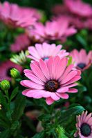 Osteospermum 'Sunny Fiona'