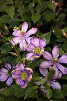 Clematis 'Blue Light'