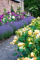 Rose borders by path above Sculpture Parterre - Rosa 'Graham Thomas in foreground and Rosa 'Winchester' with Rosa 'Rhapsody in Blue' underplanted with Lavandula against wall - Monnow Valley Arts, Waterstone, Herefordshire