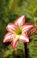 Hippeastrum sonatini 'Candy Floss'