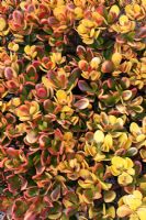 Crassula ovata 'Hummel's Sunset' - Jade plant, Jade tree
