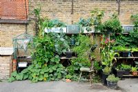 Vegetables on a vertical growing system, St Lukes Community Centre, Clerkenwell, London Borough of Islington, UK