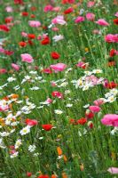 Papaver rhoeas in the Wild flower meadow at Future Gardens, Hertfordshire