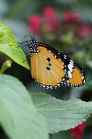 Danaus chrysippus - Plain Tiger butterfly - Future Gardens, Hertfordshire - Butterfly House