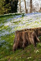 Bank of Scilla in spring at Hole Park, Kent