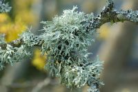 Evernia prunastri - Lichen  