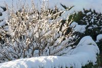 Ribes grossularia - Gooseberry under snow  