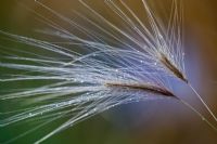 Pennisetum villosum - Fountain Grass