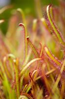 Drosera capensis - Cape Sundew