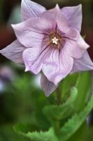 Platycodon grandiflorus 'Astra Semidouble Lavender'- Balloon flower