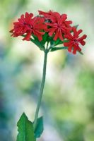 Lychnis chalcedonica - Maltese Cross catchfly