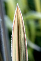 Phormium tricolor with frost
