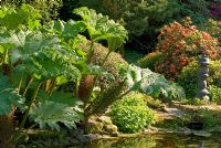 Gunnera manicata and Rhododendron around pool with Japanese oriental lantern at Threave Garden, owned by The National Trust for Scotland, Dumfries and Galloway 